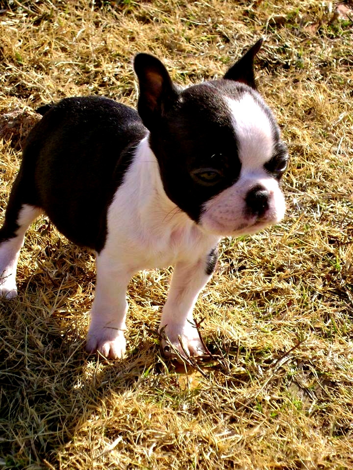 Boston Terrier Puppies For Sale New York, NY 189932
