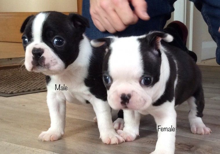 Boston Terrier Puppies For Sale New York, NY 192100