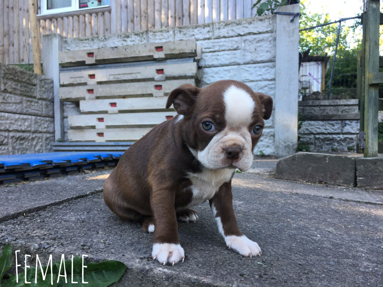 "Boston Terrier" Puppies For Sale | Lake City, FL #195904