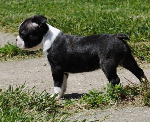 Boston Terrier Puppies For Sale Reading, PA 198177