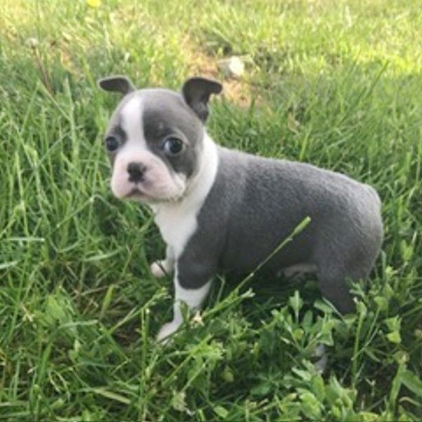 Boston Terrier Puppies For Sale Canton, OH 198810