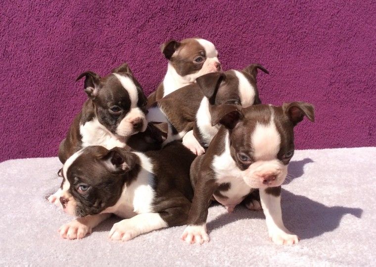 Boston Terrier Puppies For Sale Chicago, IL 201675