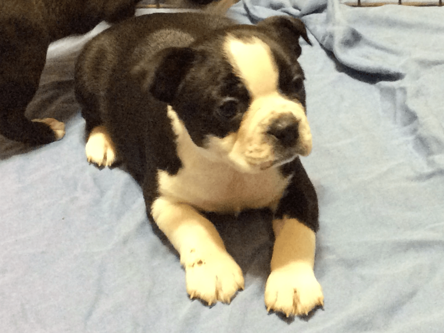 Boston Terrier Puppies For Sale Gainesboro, TN 205875