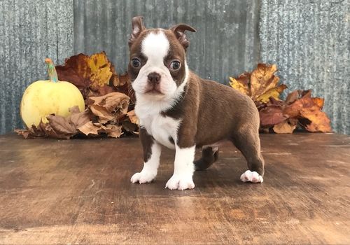 88+ Seal And White Boston Terrier Puppies For Sale