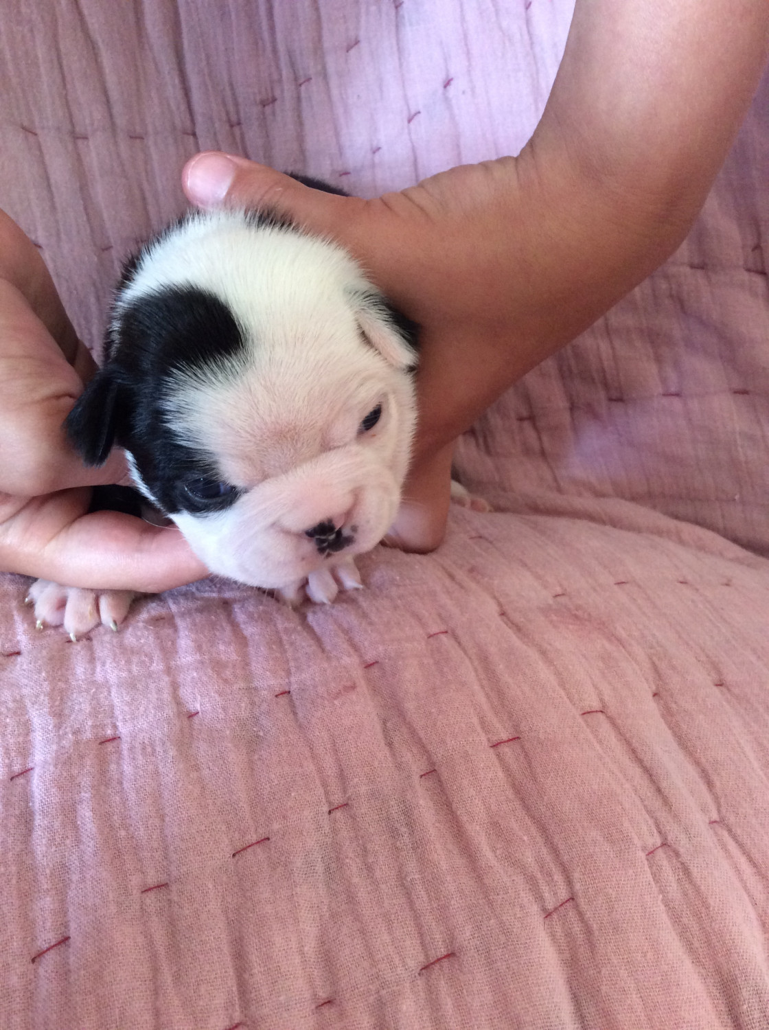Boston Terrier Puppies For Sale Baytown Tx 209327