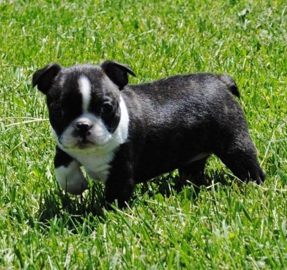 Boston Terrier Puppies For Sale | Jacksonville, FL #210142