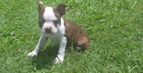 Boston Terrier Puppies For Sale Rice, MN 210382