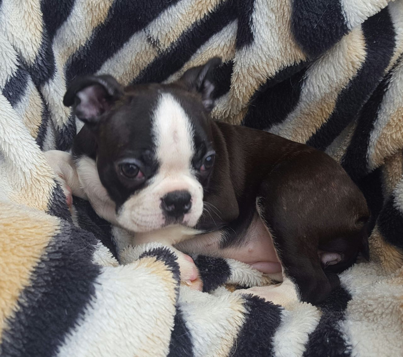 Boston Terrier Puppies For Sale Airport Center Road