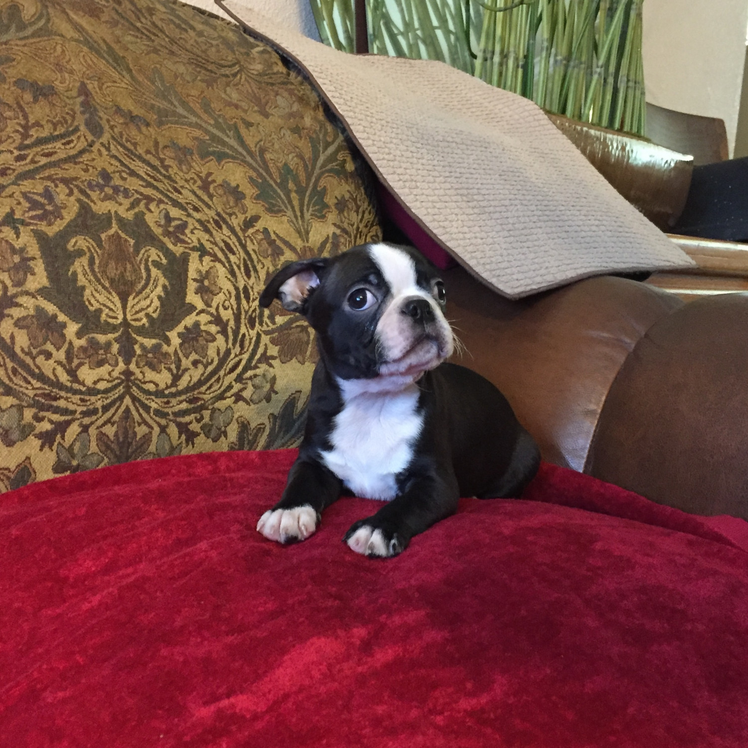 Boston Terrier Puppies For Sale Antelope, CA 193388