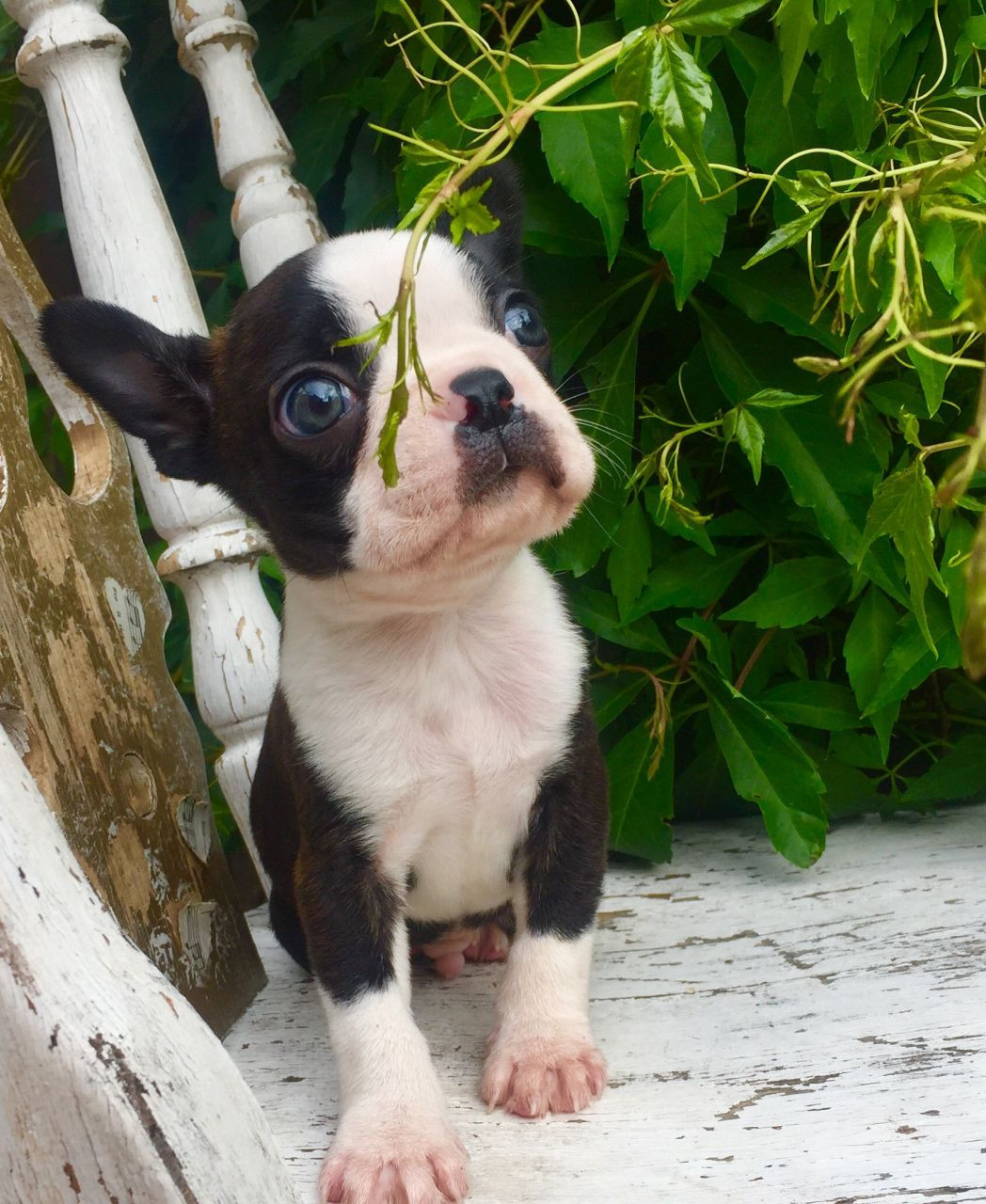 Boston Terrier Puppies For Sale Erie, PA 212654