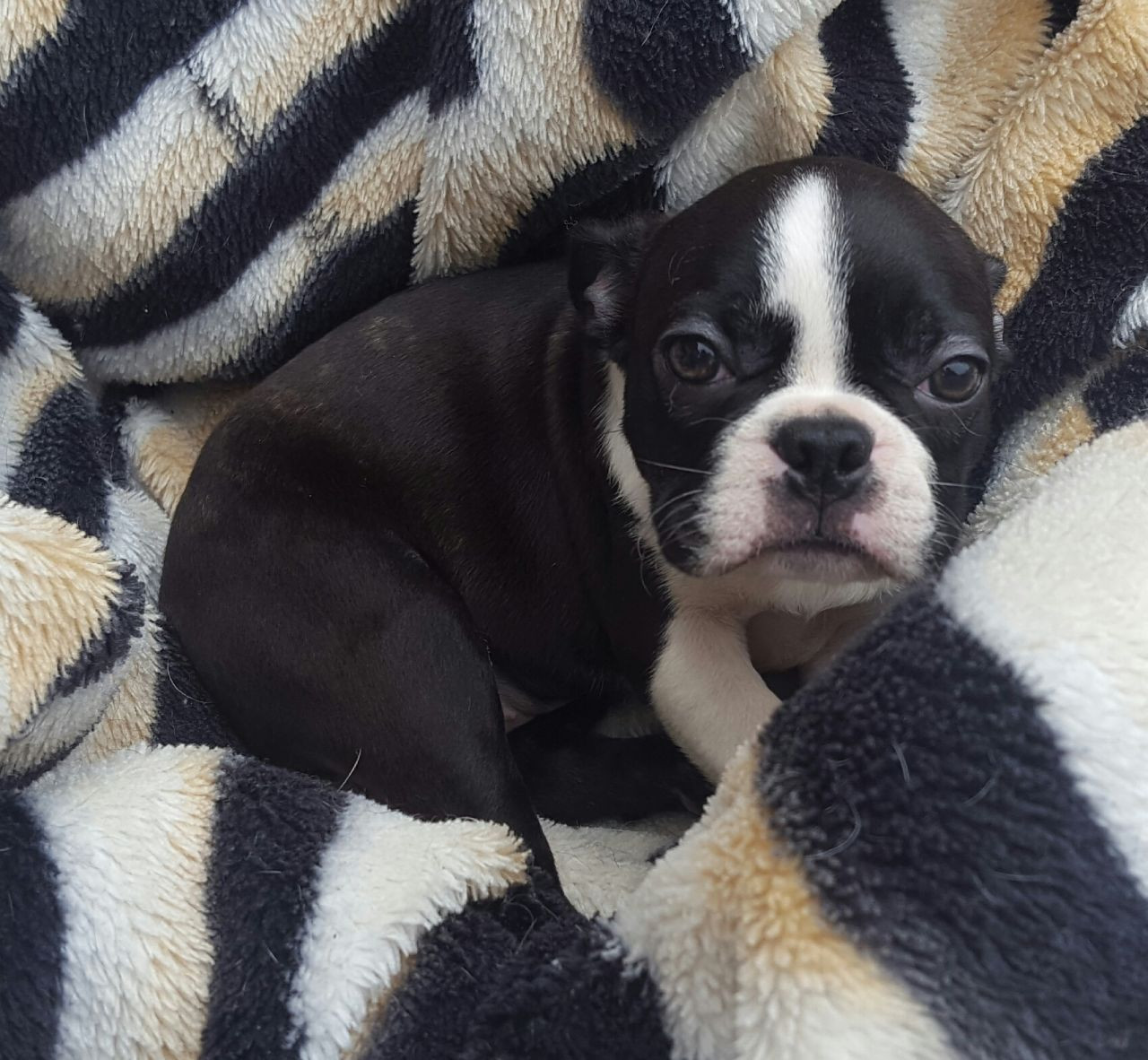 Boston Terrier Puppies For Sale Florida My Hobby