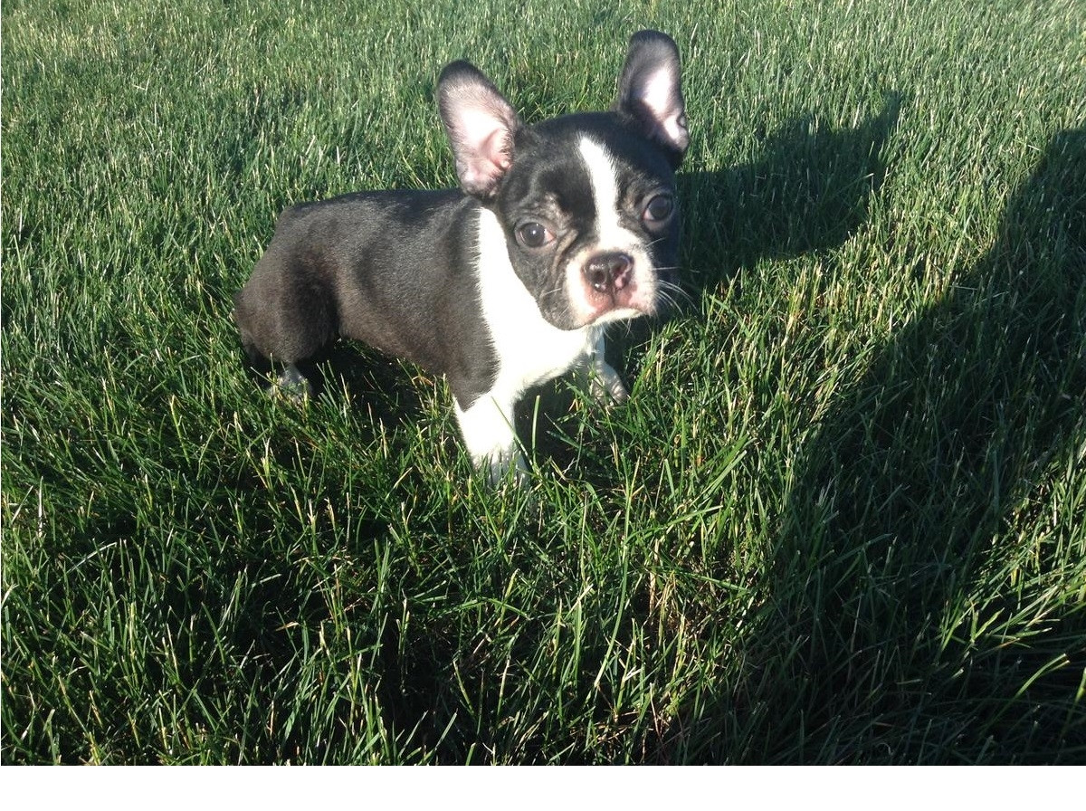 Boston Terrier Puppies For Sale San Diego, CA 214895