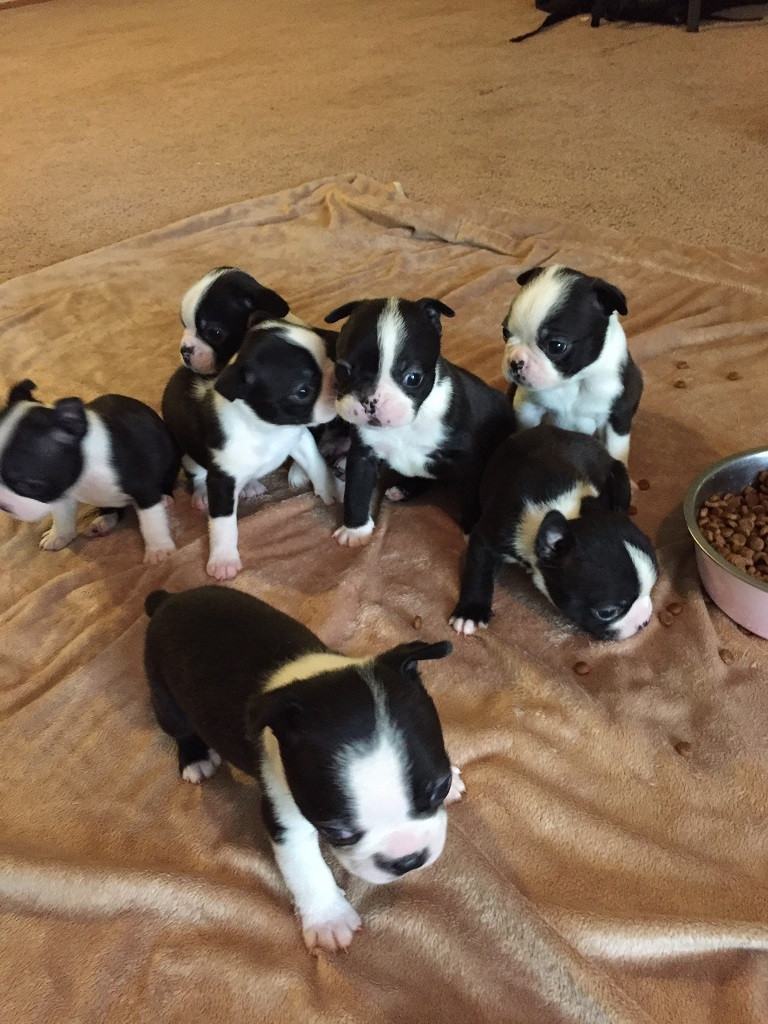 Boston Terrier Puppies For Sale Auburn, WA 219409