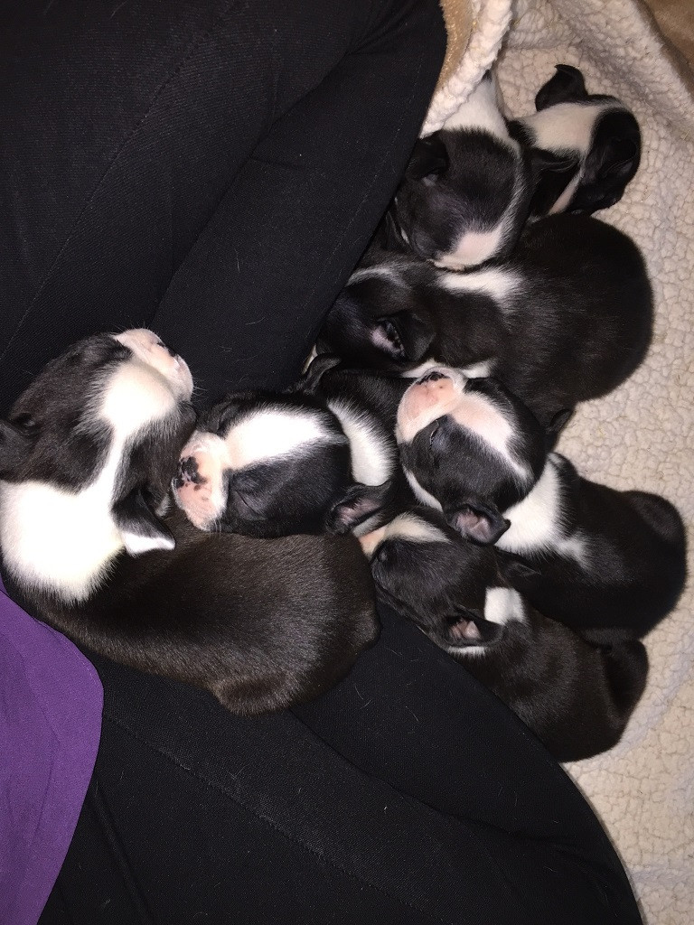 Boston Terrier Puppies For Sale Auburn, WA 219409