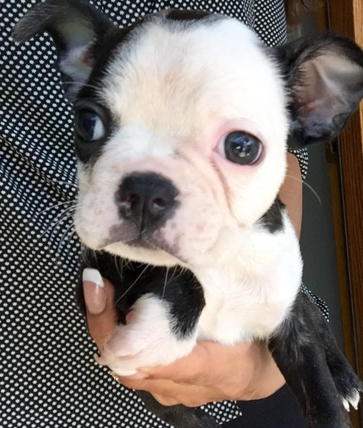 Boston Terrier Puppies For Sale New York, NY 221017
