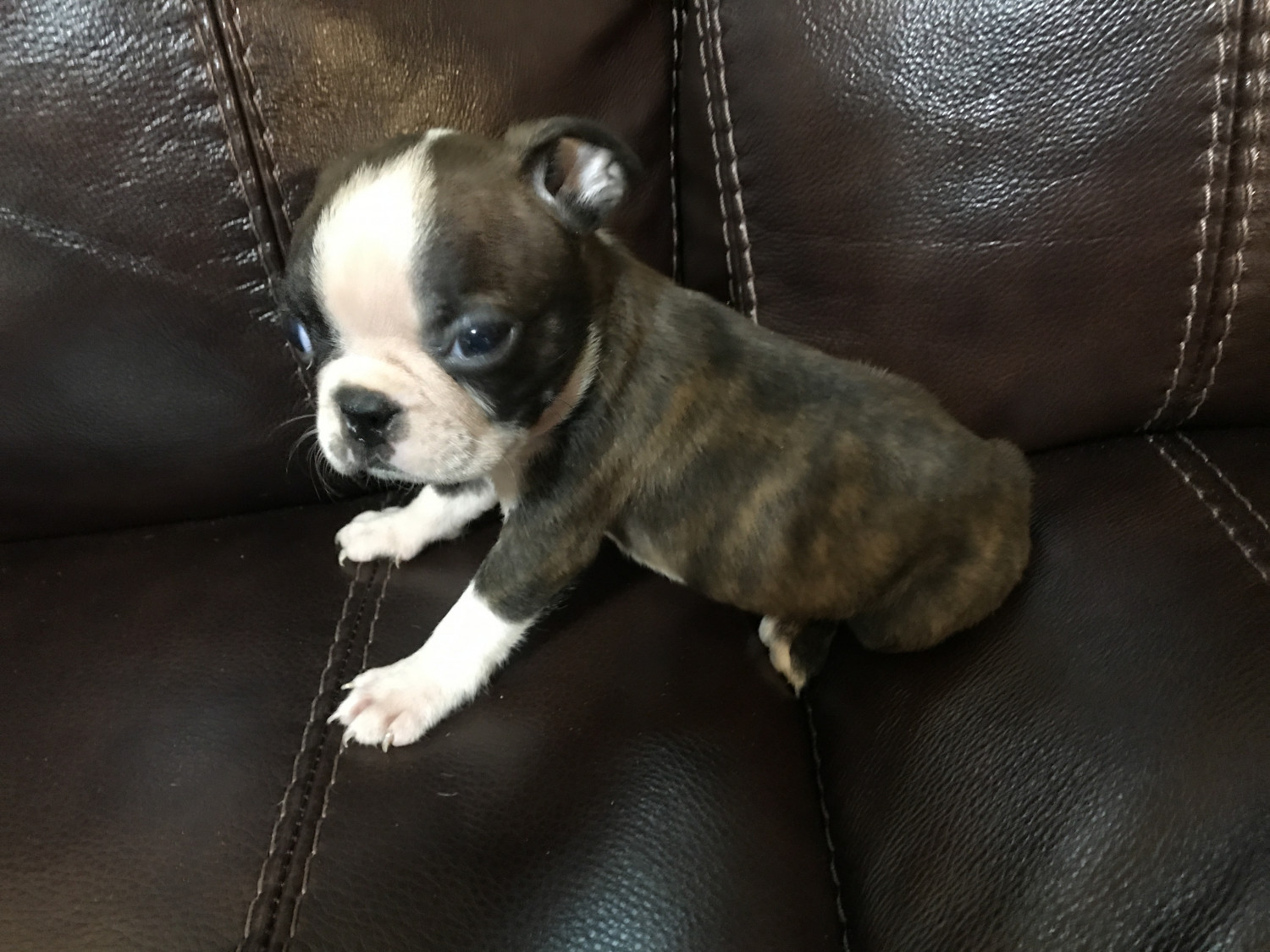 Boston Terrier Puppies For Sale Pink Hill, NC 221923