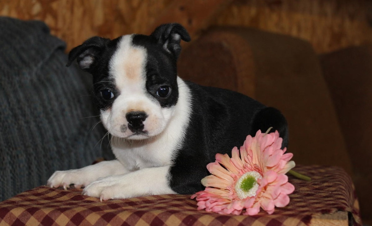 Boston Terrier Puppies For Sale Sacramento, CA 223592