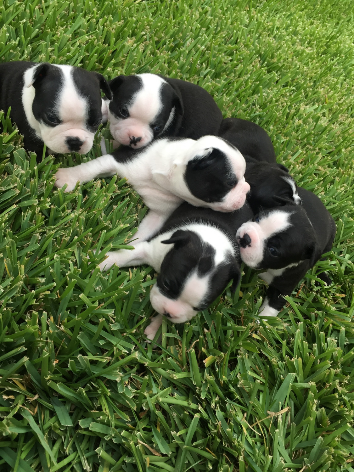Boston Terrier Puppies For Sale Katy, TX 224134