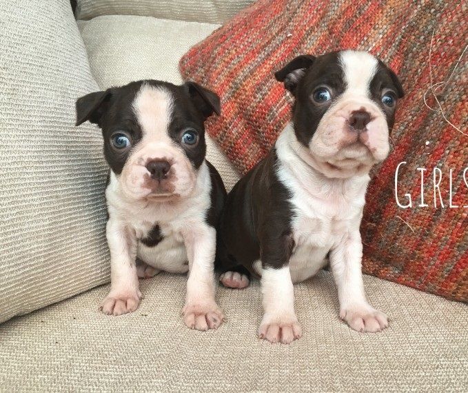 Boston Terrier Puppies For Sale San Francisco, CA 225469