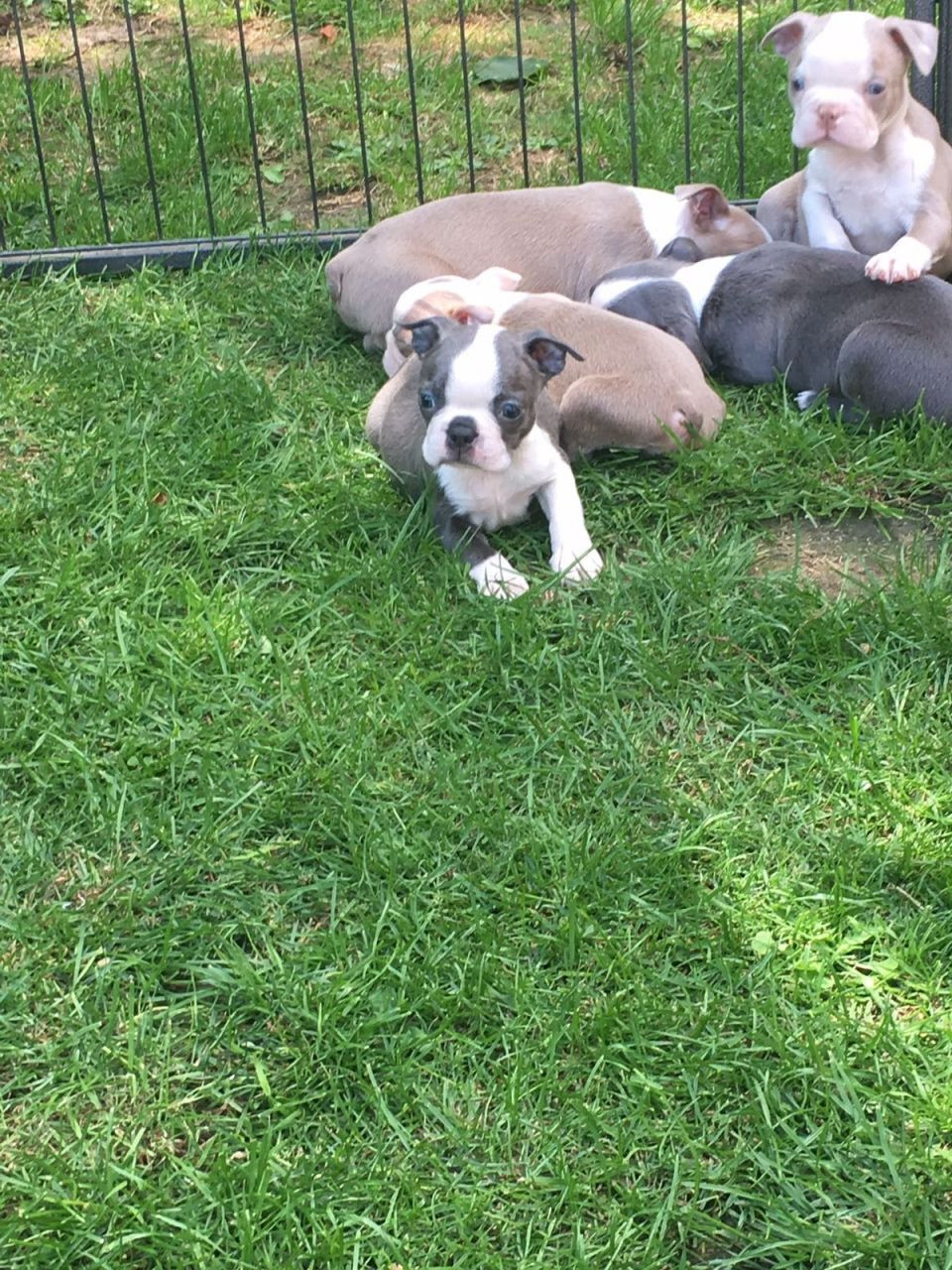 Boston Terrier Puppies For Sale Tucson, AZ 228500