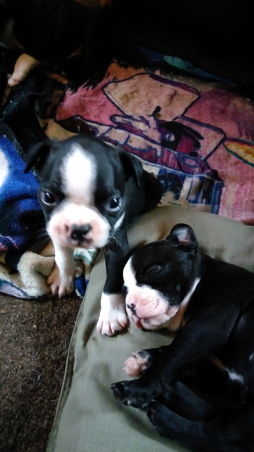 Boston Terrier Puppies For Sale Newaygo, MI 230092