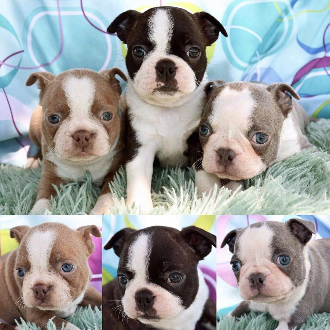 Boston Terrier Puppies For Sale Virginia Beach, VA 232070