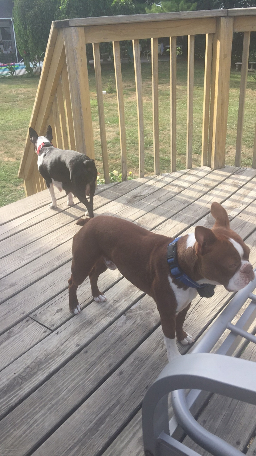 Boston Terrier Puppies For Sale Saint Joseph, MO 232940