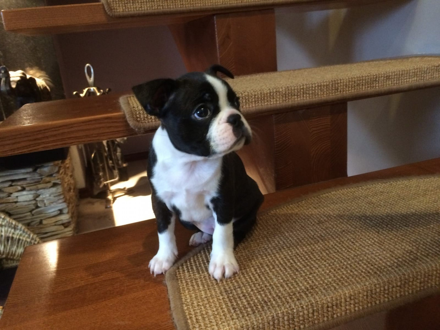 Boston Terrier Puppies For Sale New York, IA 236452