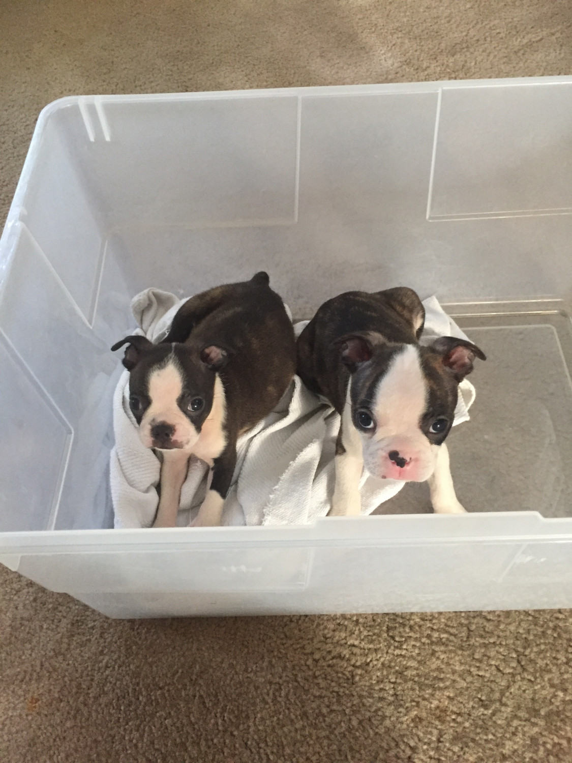 Boston Terrier Puppies For Sale Miami, FL 236825