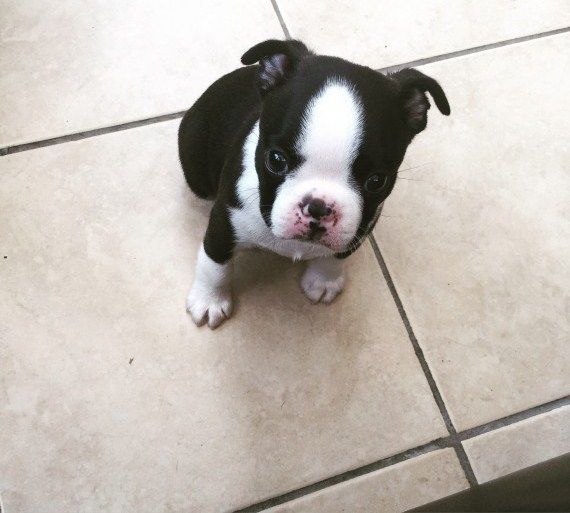 Boston Terrier Puppies For Sale Rochester, NY 237074