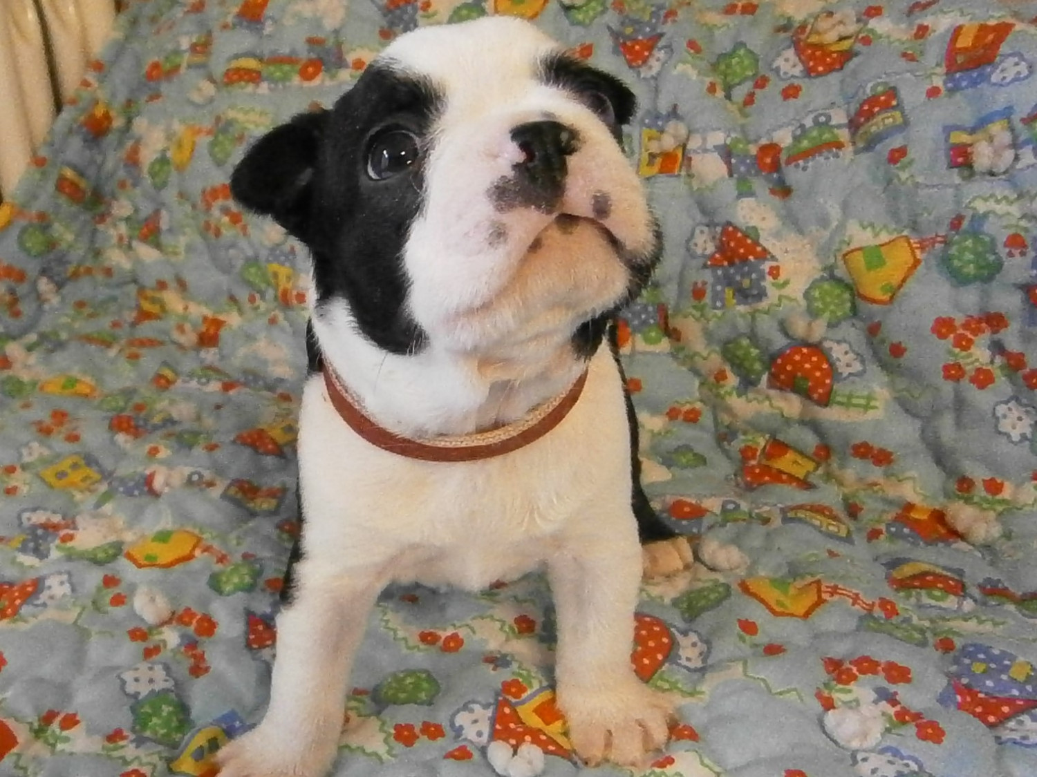 Boston Terrier Puppies For Sale Colfax, IL 233278