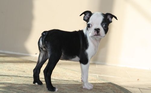 Boston Terrier Puppies For Sale Portland, ME 238179