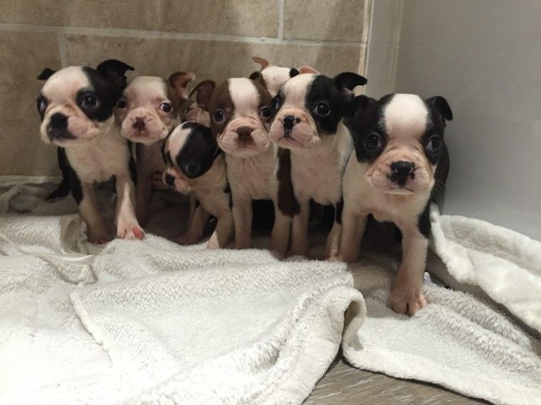 Boston Terrier Puppies For Sale Austin, TX 240913