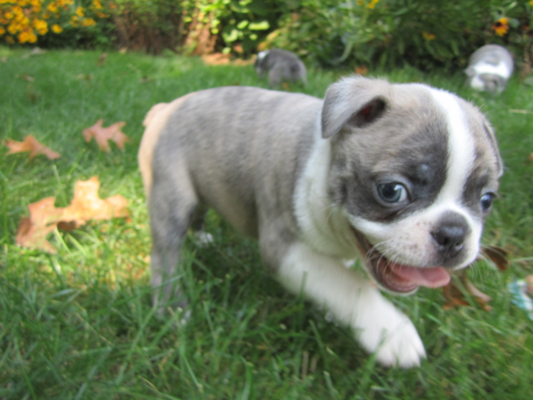 Boston Terrier Puppies For Sale Newport, RI 241991