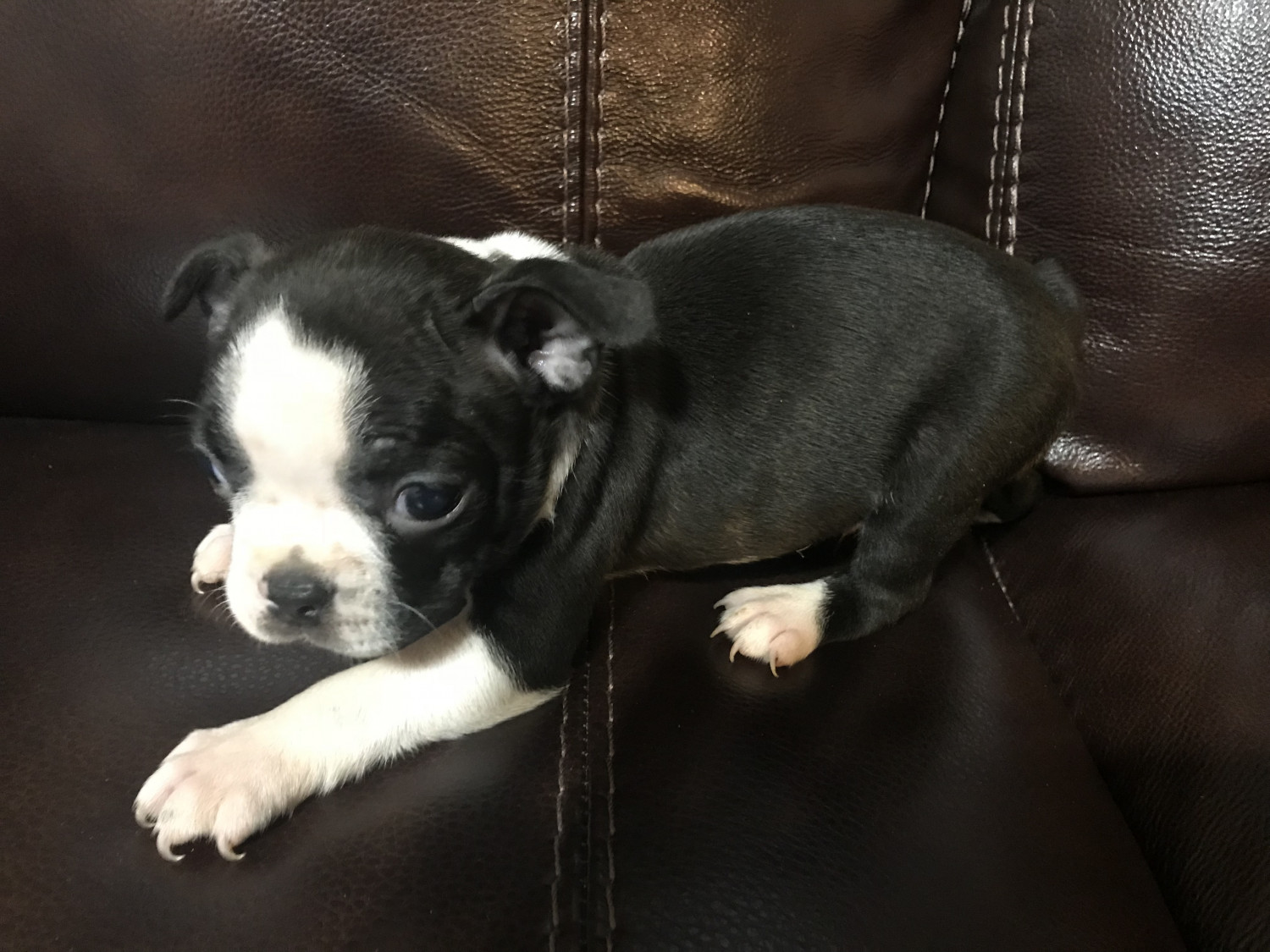 Boston Terrier Puppies For Sale Pink Hill, NC 243477