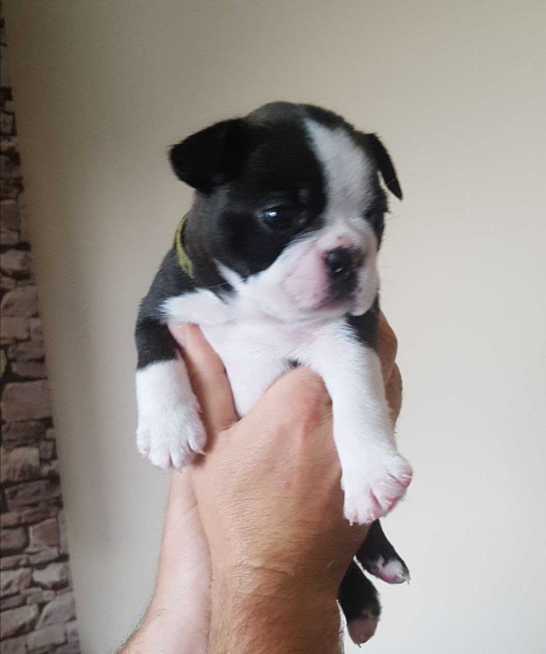 Boston Terrier Puppies For Sale Cumberland Street, PA
