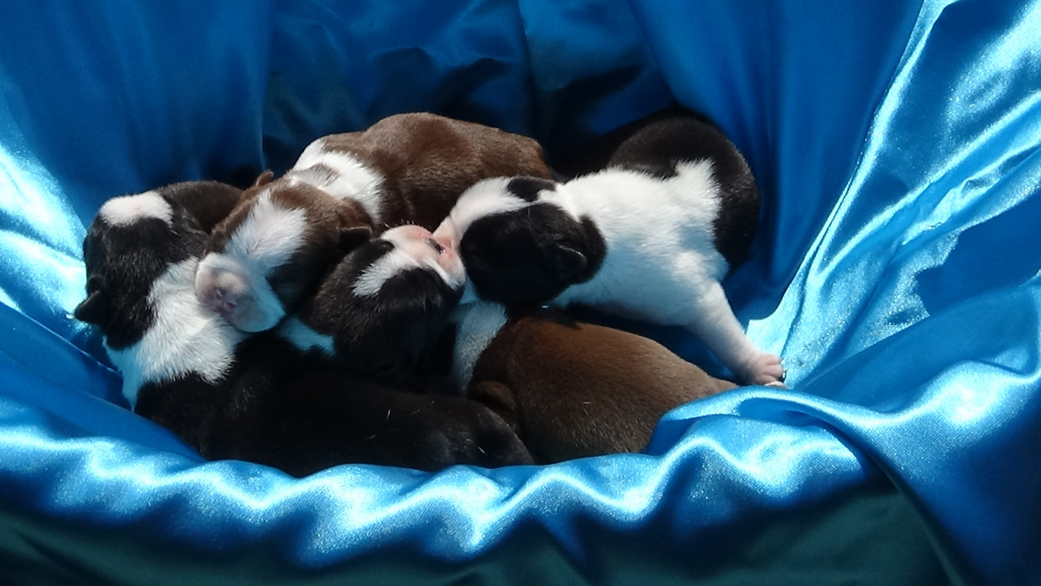 Boston Terrier Puppies For Sale Charlotte, NC 244482