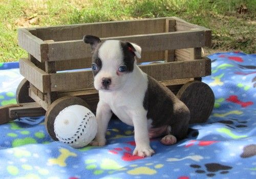 Boston Terrier Puppies For Sale Asheville, NC 245249