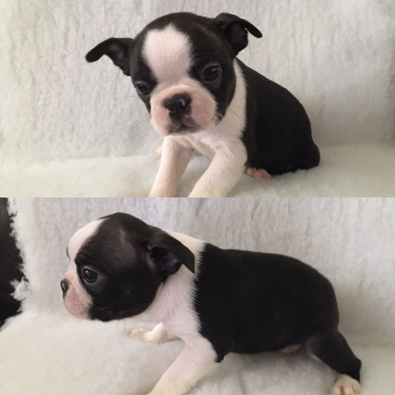 Boston Terrier Puppies For Sale Pittsburgh, PA 246358