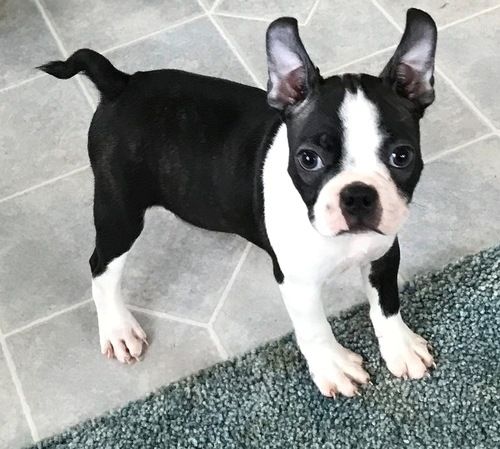 Boston Terrier Puppies For Sale Tyler, TX 246651
