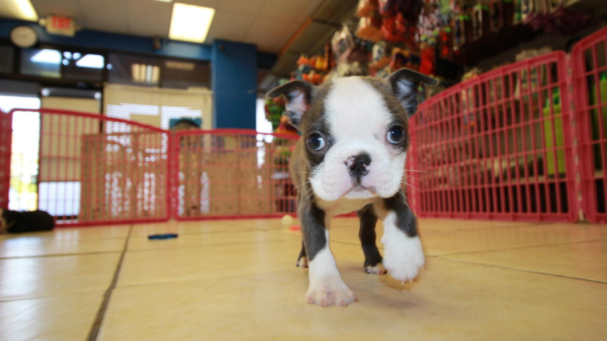 Boston Terrier Puppies For Sale Downtown, WA 246820