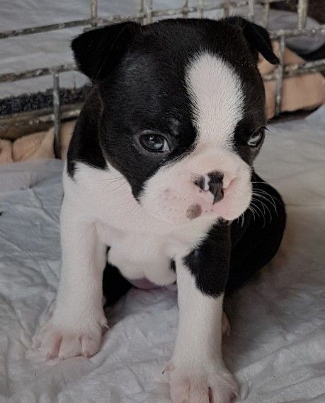 Boston Terrier Puppies For Sale | Phoenix Country Club, AZ ...