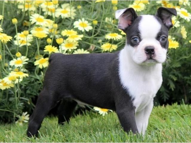 Boston Terrier Puppies For Sale Austin, TX 251278