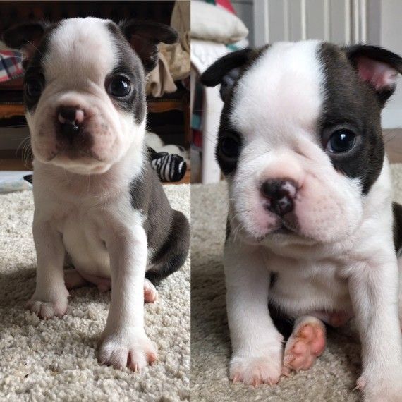 Boston Terrier Puppies For Sale Dallas, TX 254484