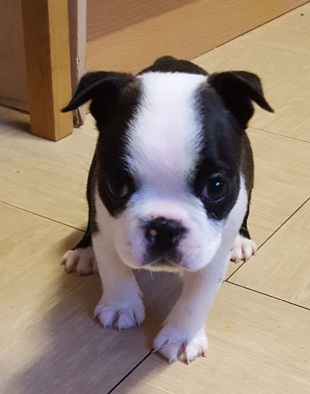 Boston Terrier Puppies For Sale Lancaster Street