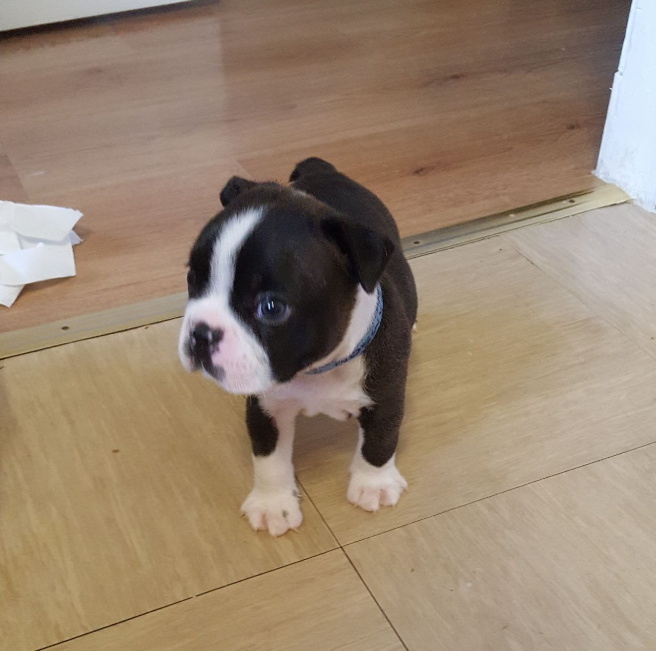 Boston Terrier Puppies For Sale Lancaster Street