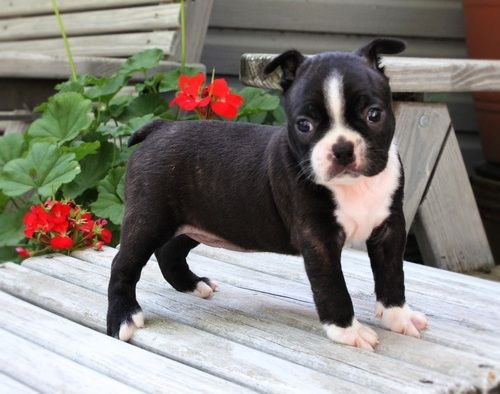 Boston Terrier Puppies For Sale Houston, TX 257707