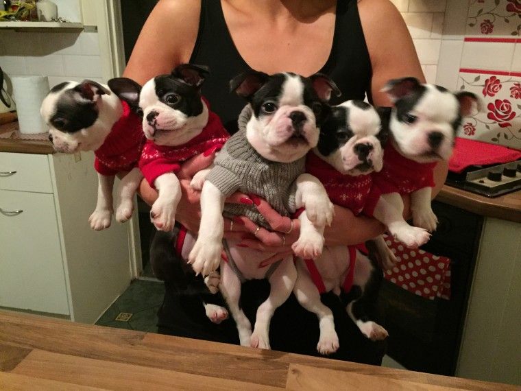Boston Terrier Puppies For Sale Houston, TX 258935