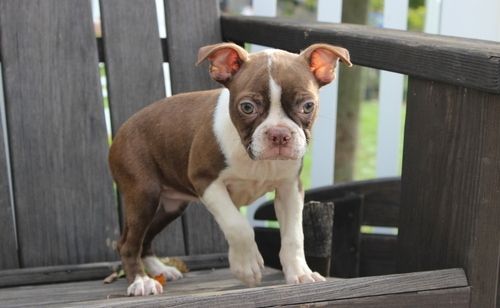 Boston Terrier Puppies For Sale Houston, TX 259346