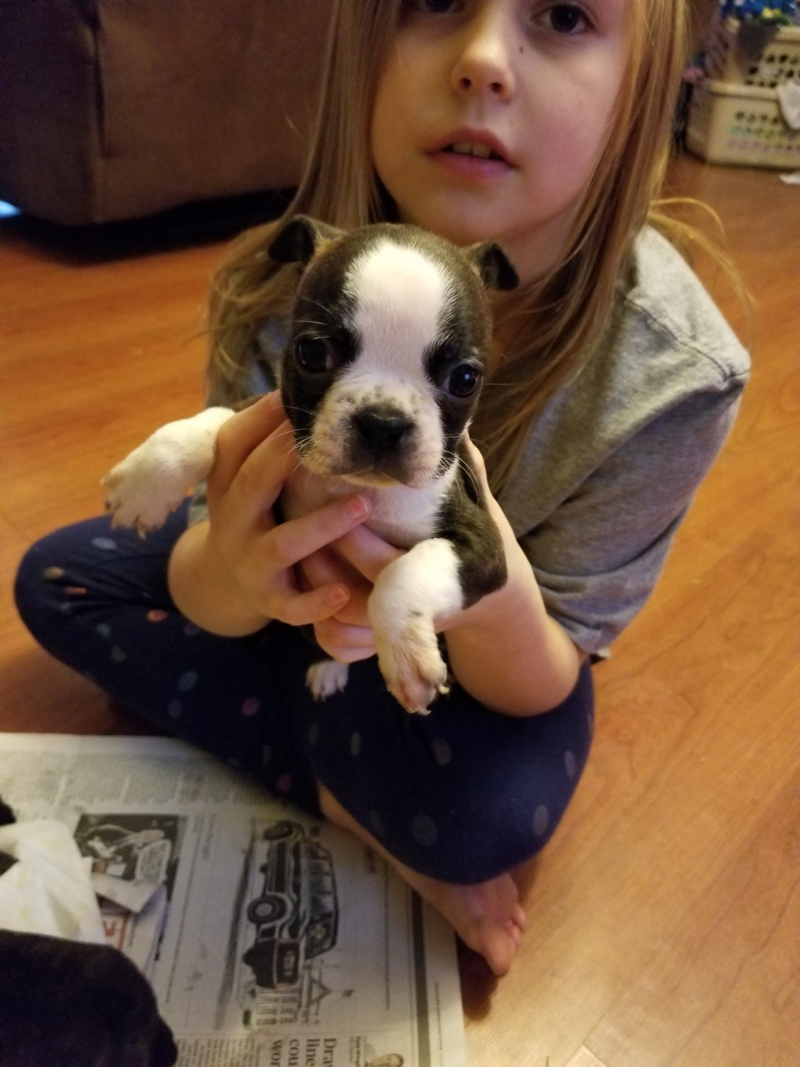 Boston Terrier Puppies For Sale Thomaston, GA 259406